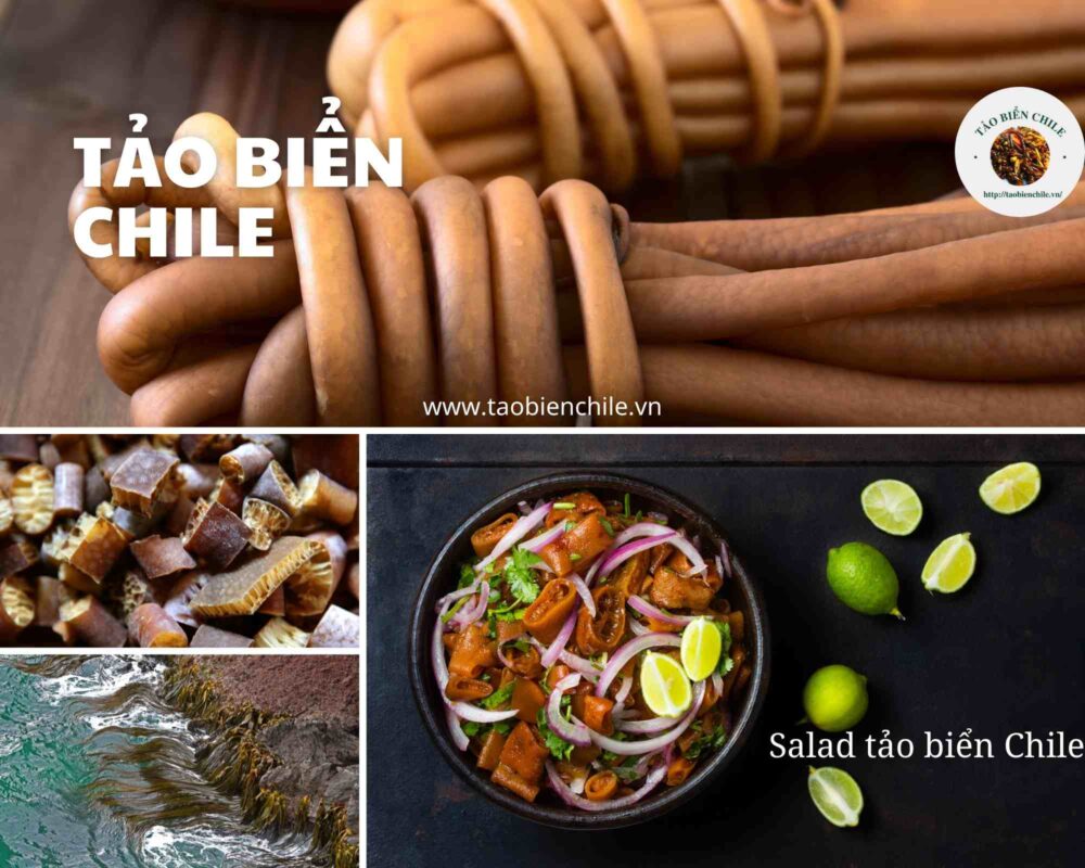 Tảo biển Chile hay Tảo xoắn Chile
