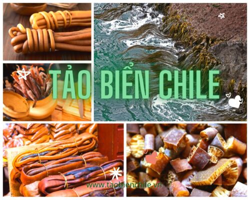 Tảo biển Chile