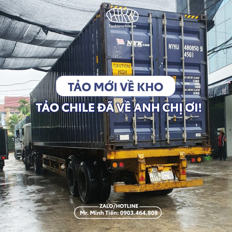 Tuyển đại lý, nhà phân phối độc quyền tảo xoắn khô/ tảo biển, tảo ống Chile thượng hạng.