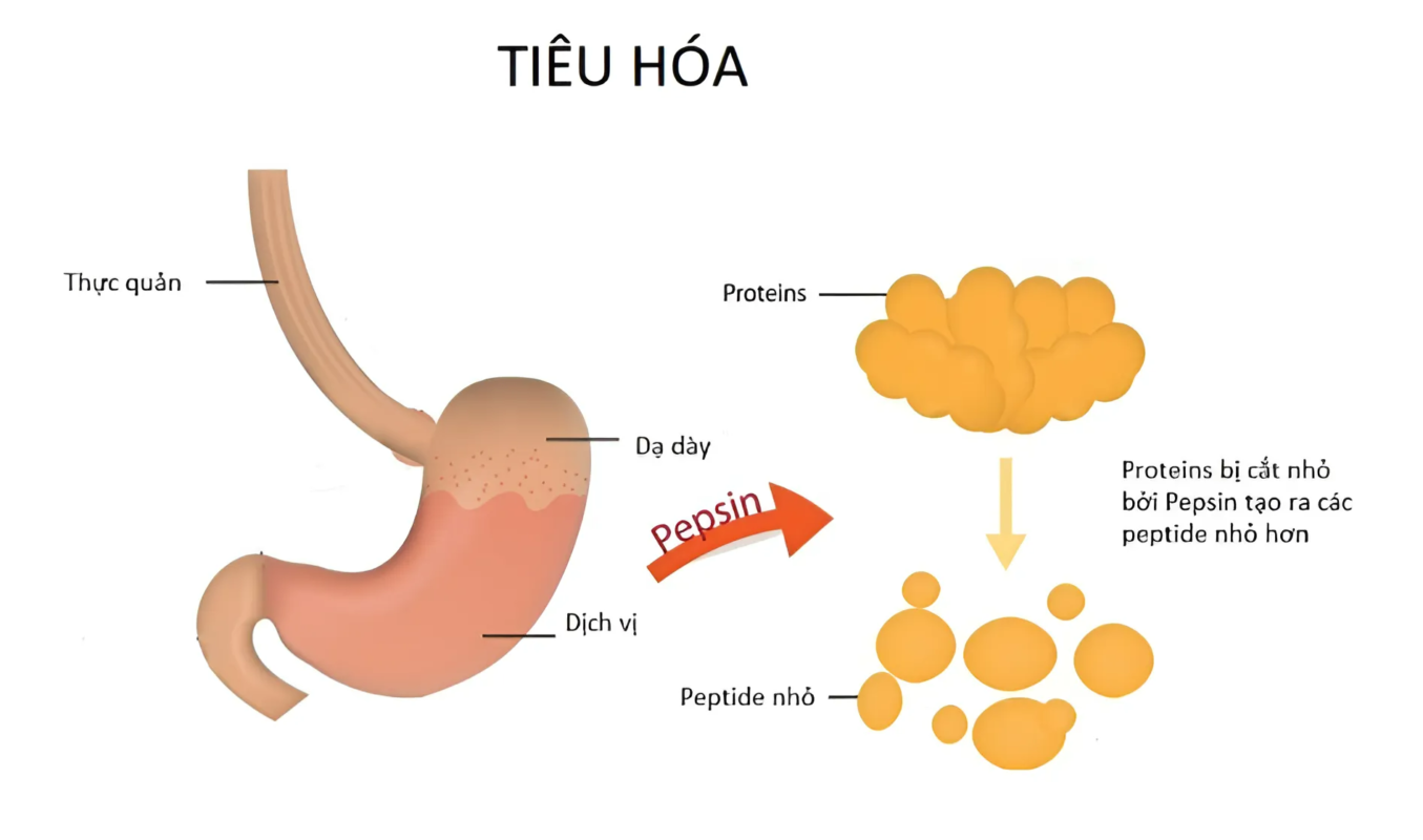 chuyển hóa chất đạm bắt đầu từ tiêu hóa